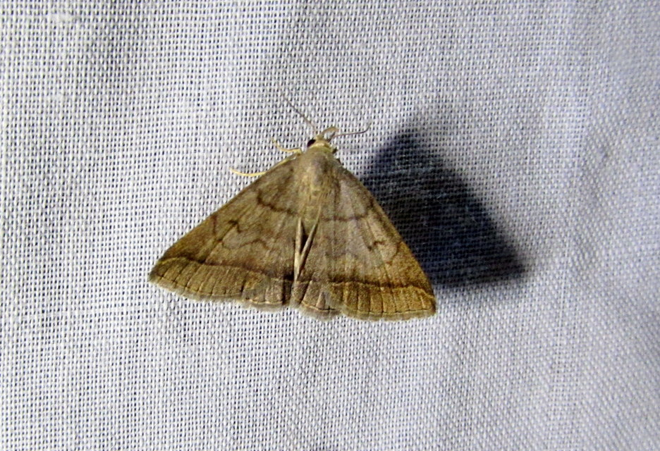 Pechipogo plumigeralis - tollascsápú karcsúbagoly