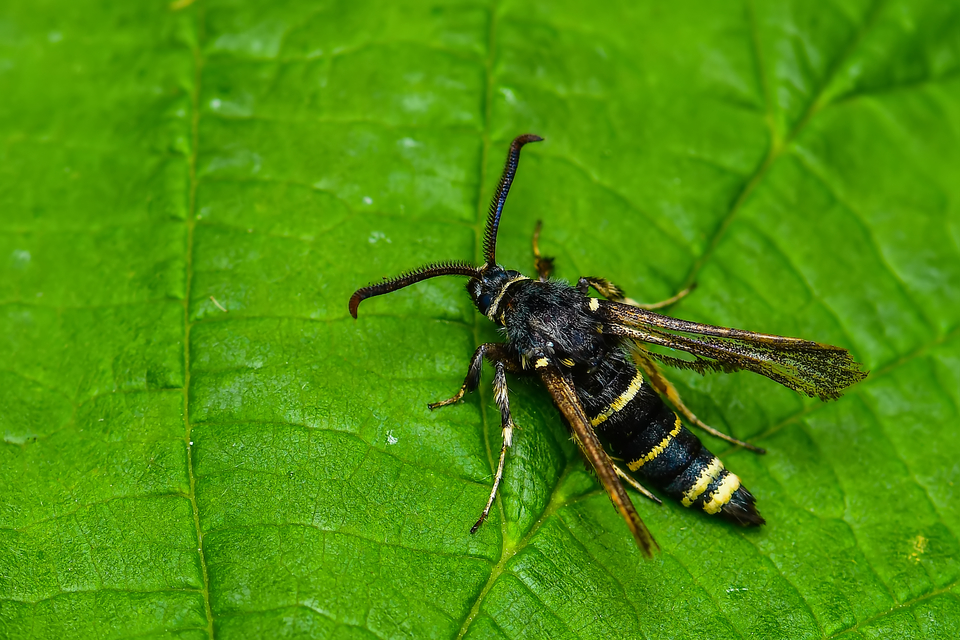 Sesiidae - szitkárfélék