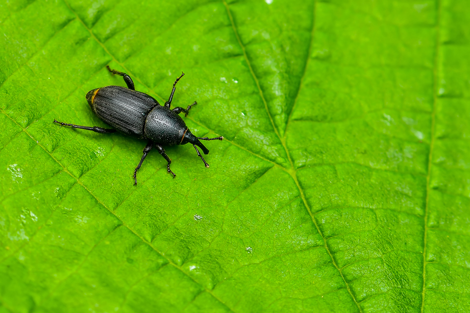 Curculionidae - ormányosbogár-félék