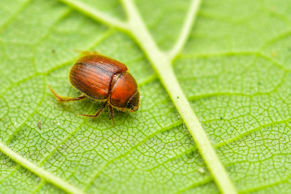Ochodaeus chrysomeloides - alkonyati homoktúróbogár Ochodaeus chrysomeloides - alkonyati homoktúróbogár