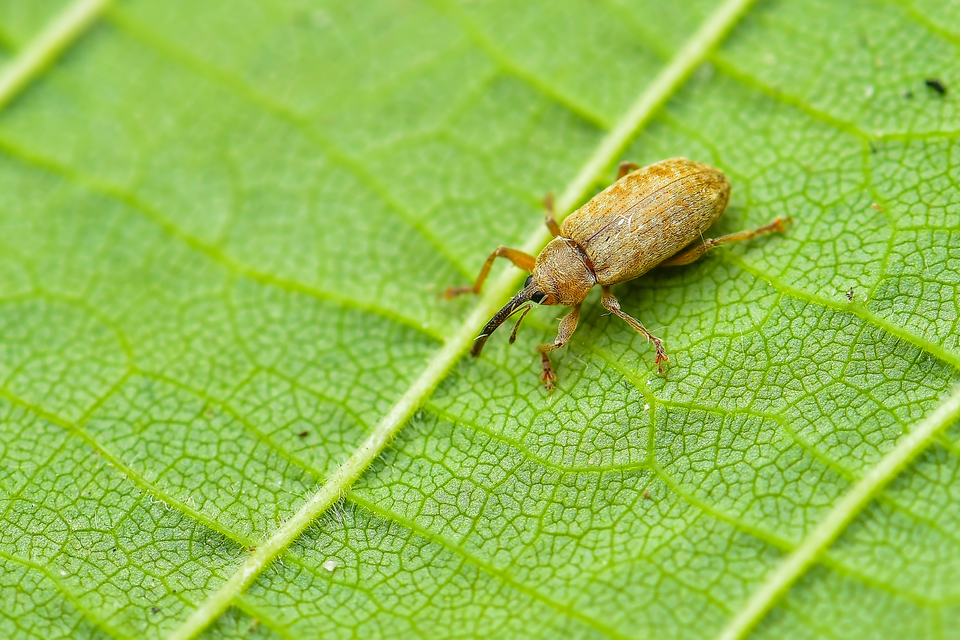 Curculionidae - ormányosbogár-félék