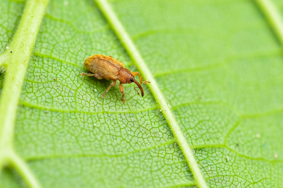 Dorytomus melanophthalmus - sárgaorrú hangormányos