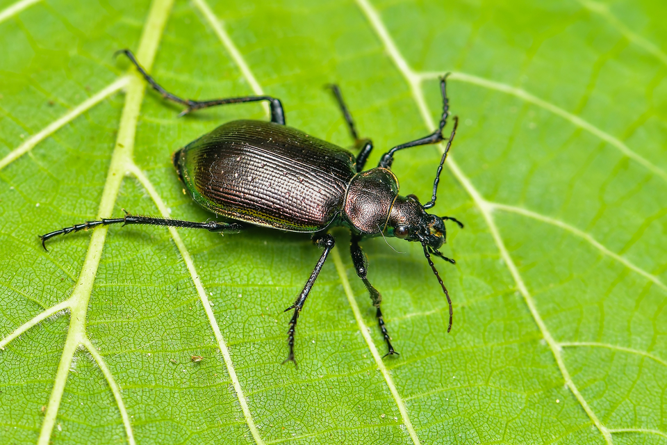Calosoma inquisitor - kis bábrabló