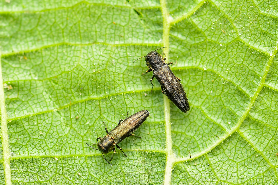 Agrilus derasofasciatus - szőlő-karcsúdíszbogár