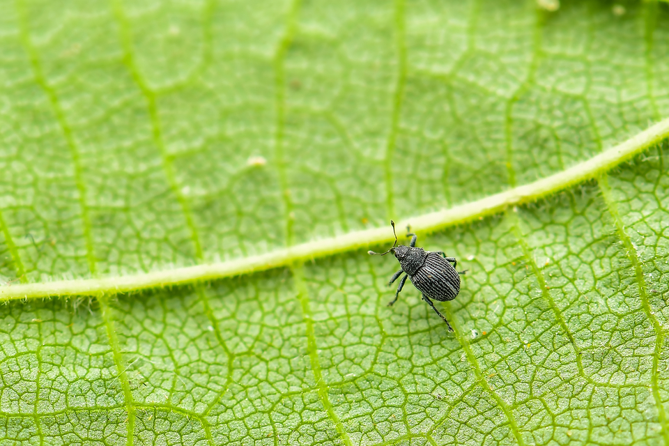 Curculionidae - ormányosbogár-félék