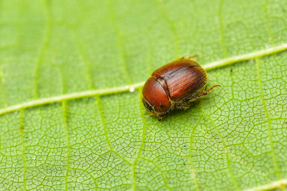 Ochodaeus chrysomeloides - alkonyati homoktúróbogár Ochodaeus chrysomeloides - alkonyati homoktúróbogár