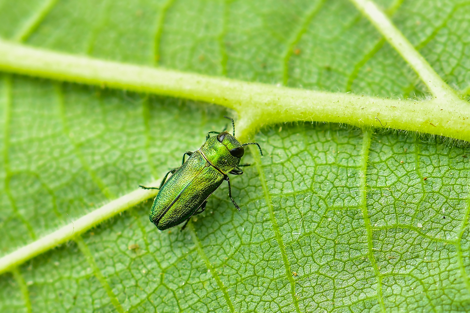 Anthaxia nitidula - ragyogó virágdíszbogár
