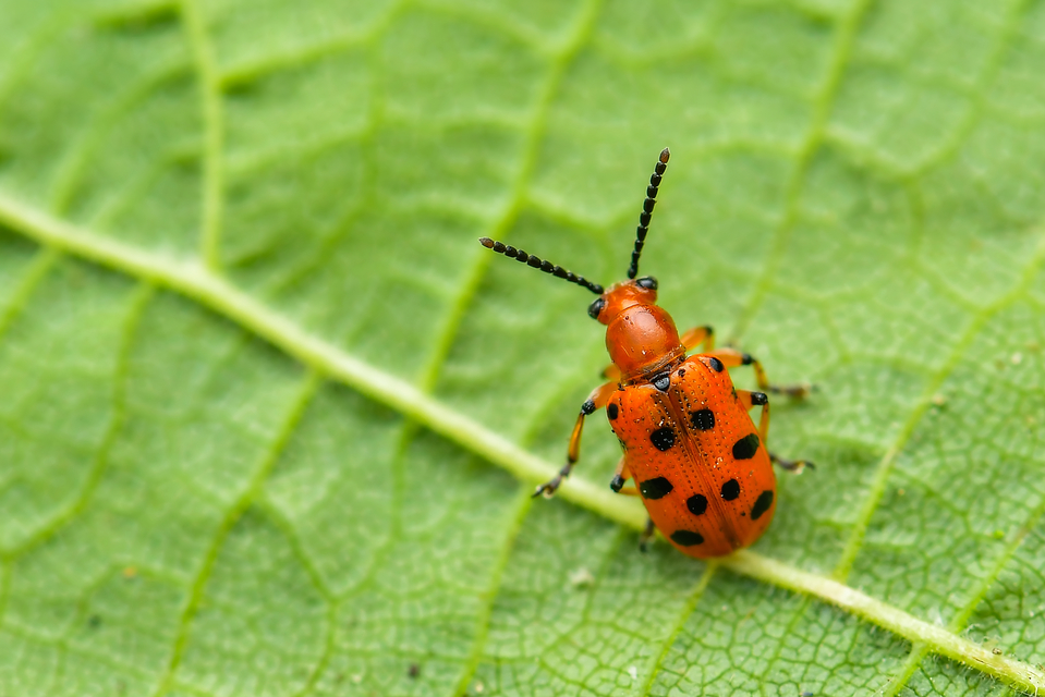 Crioceris duodecimpunctata - tizenkétpontos spárgabogár
