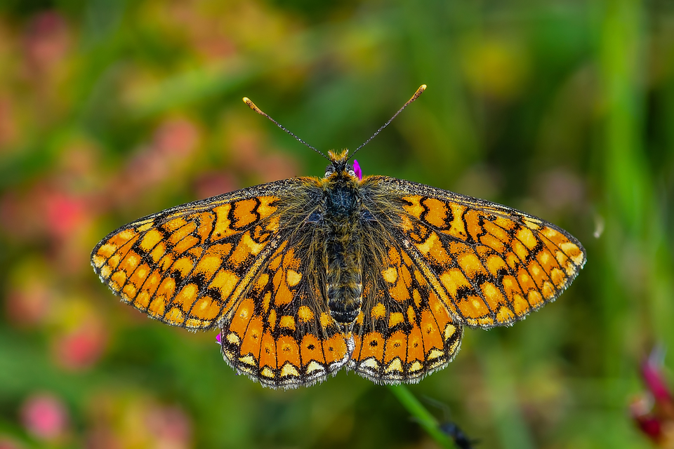 Euphydryas aurinia - lápi tarkalepke