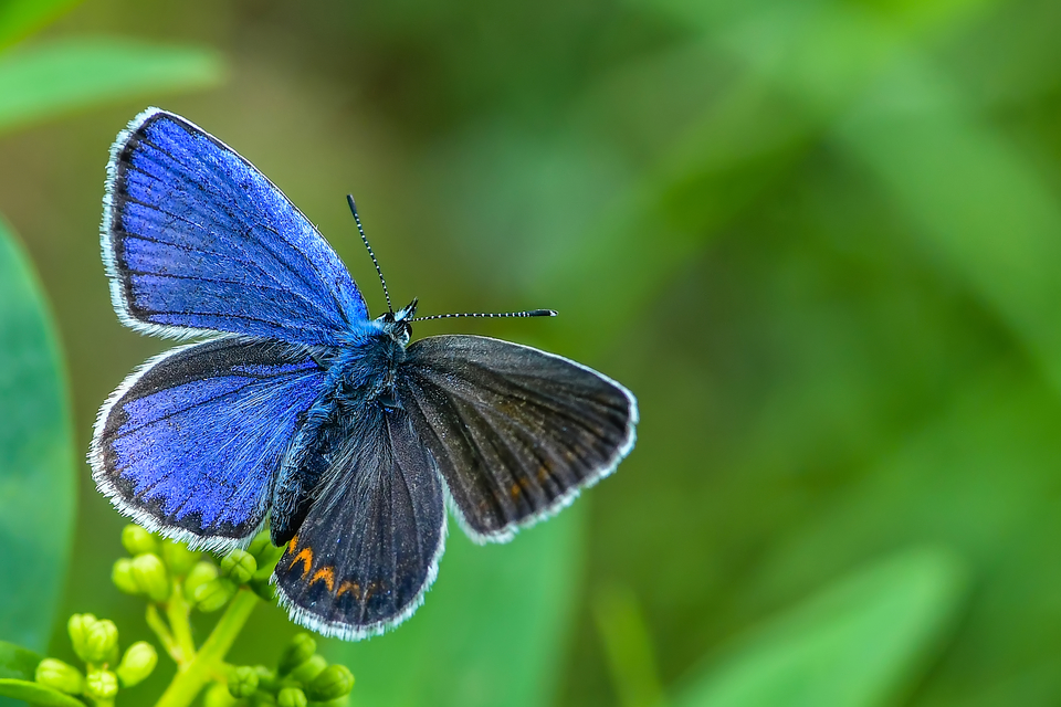 Plebejus argyrognomon - tintakék boglárka