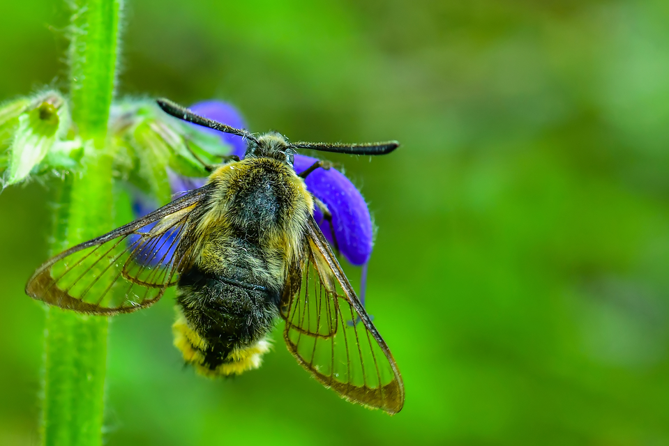 Hemaris tityus - pöszörszender Hemaris tityus - pöszörszender