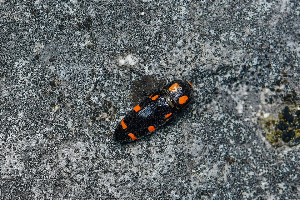 Ptosima undecimmaculata - sárgafoltos díszbogár