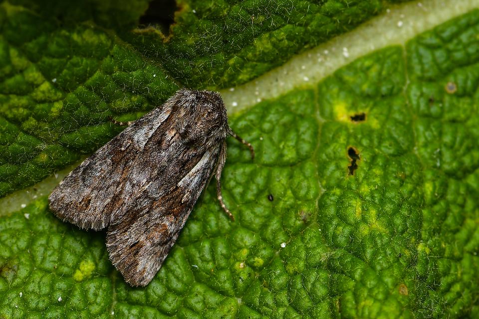 Chloantha hyperici - orbáncfű-sugarasbagoly