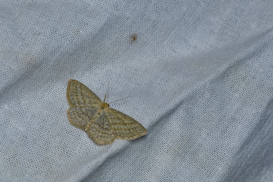 Scopula virgulata - vesszős sávosaraszoló
