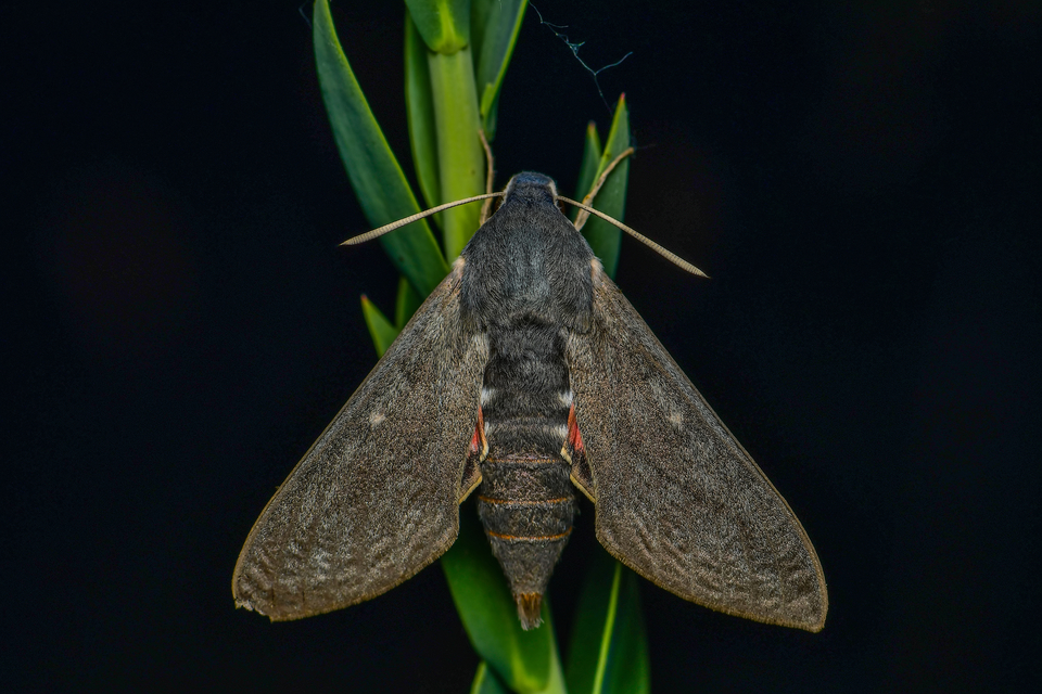 Hyles vespertilio - denevérszender