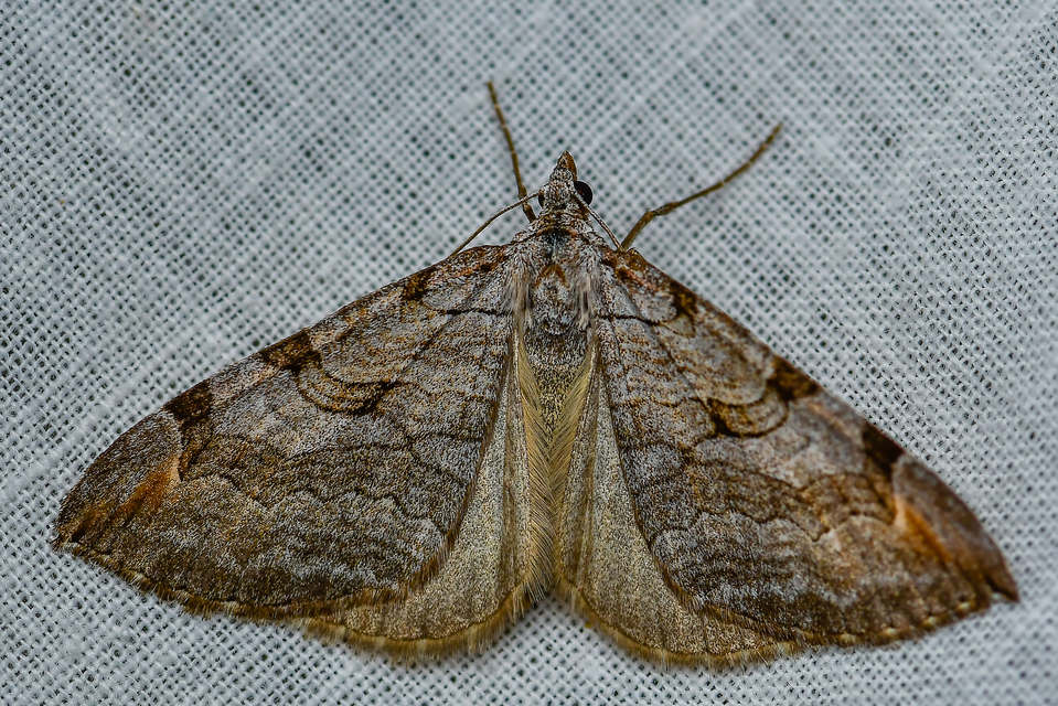 Aplocera efformata/plagiata