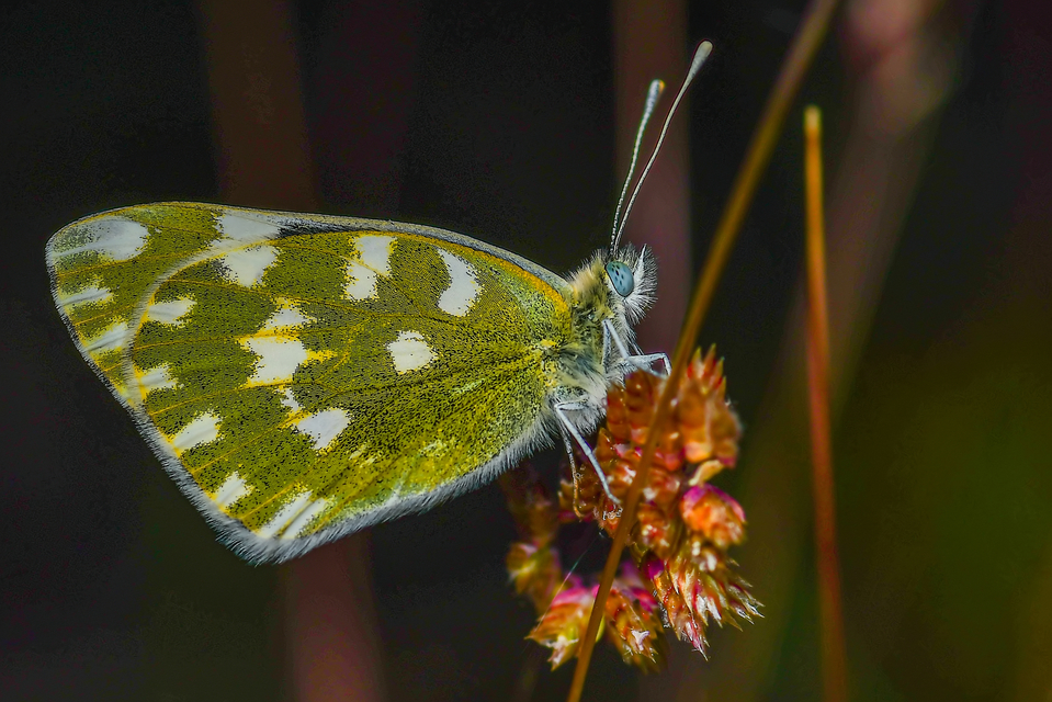 Pontia edusa - rezedalepke