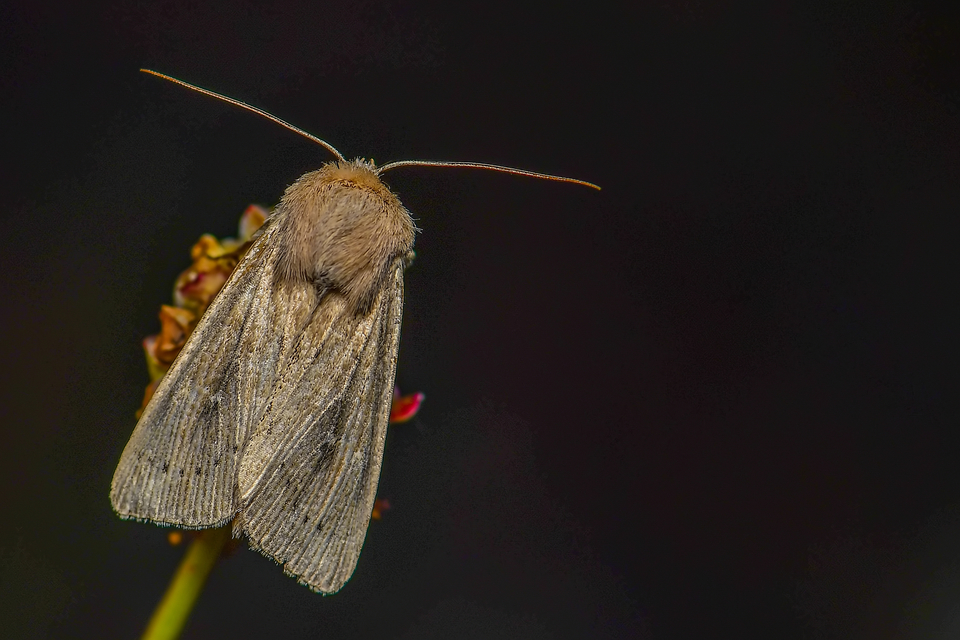 Leucania obsoleta - pontozott rétibagoly