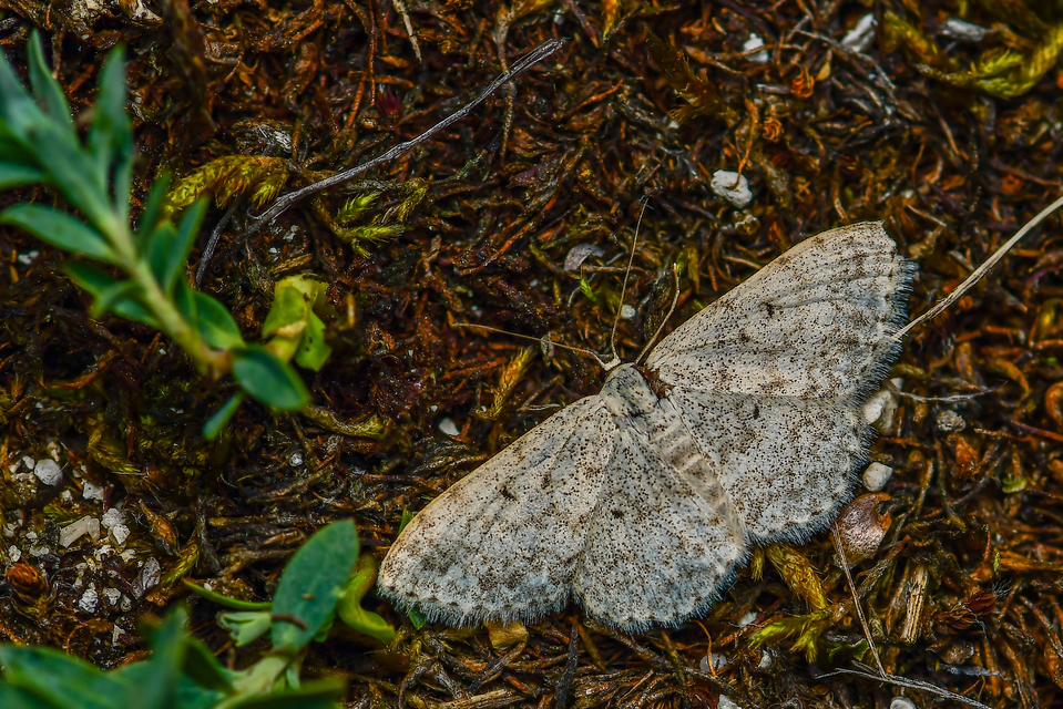 Scopula marginepunctata - pettyes sávosaraszoló