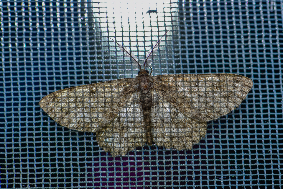 Hypomecis punctinalis - pettyes faaraszoló