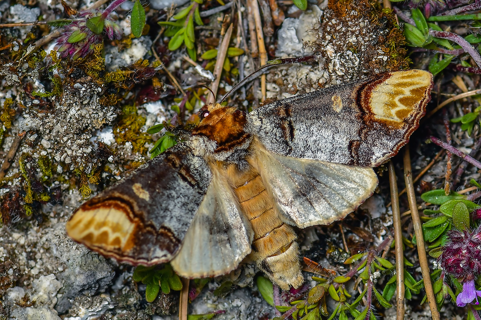 Phalera bucephala - sárgafoltos púposszövő