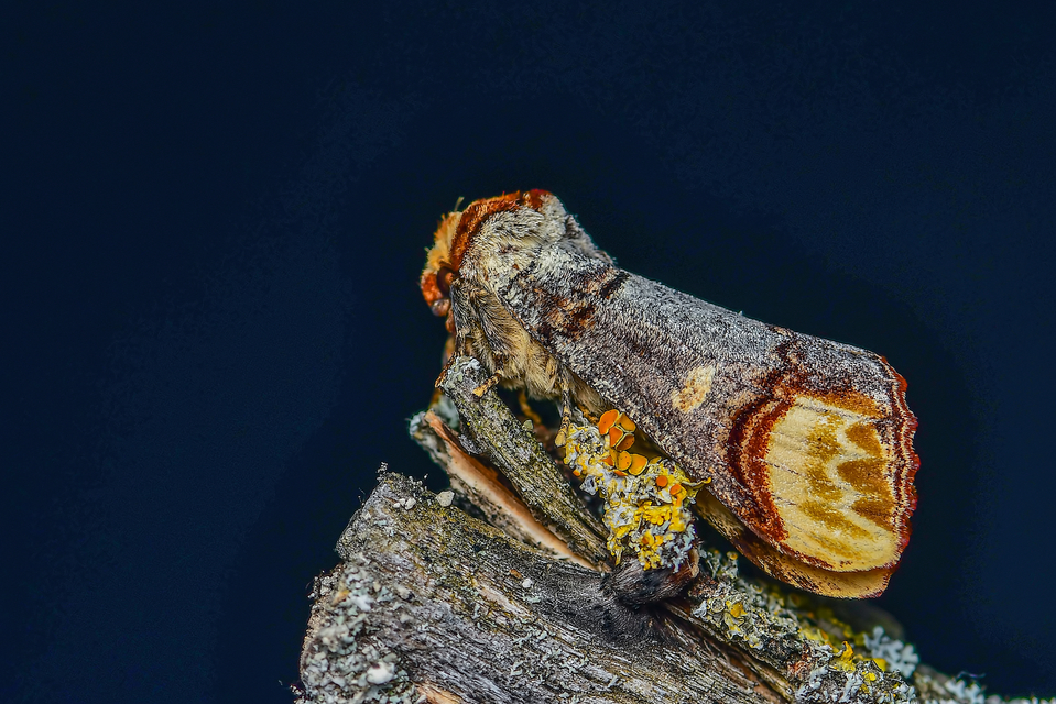 Phalera bucephala - sárgafoltos púposszövő