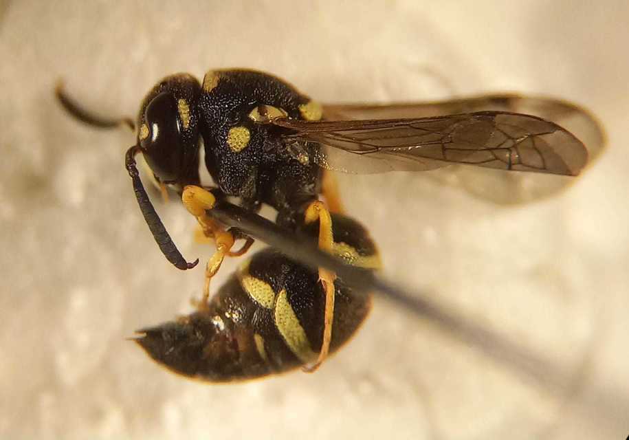 Antepipona deflenda