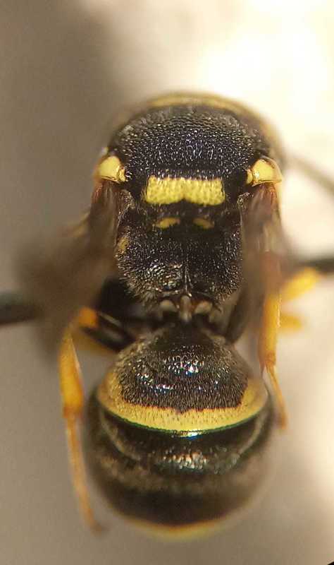 Antepipona deflenda