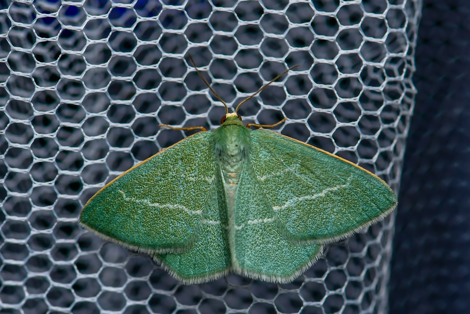 Chlorissa viridata - üdezöld araszoló