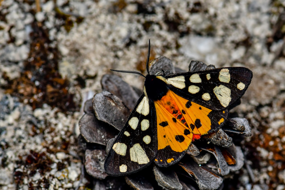 Arctia villica - fekete medvelepke