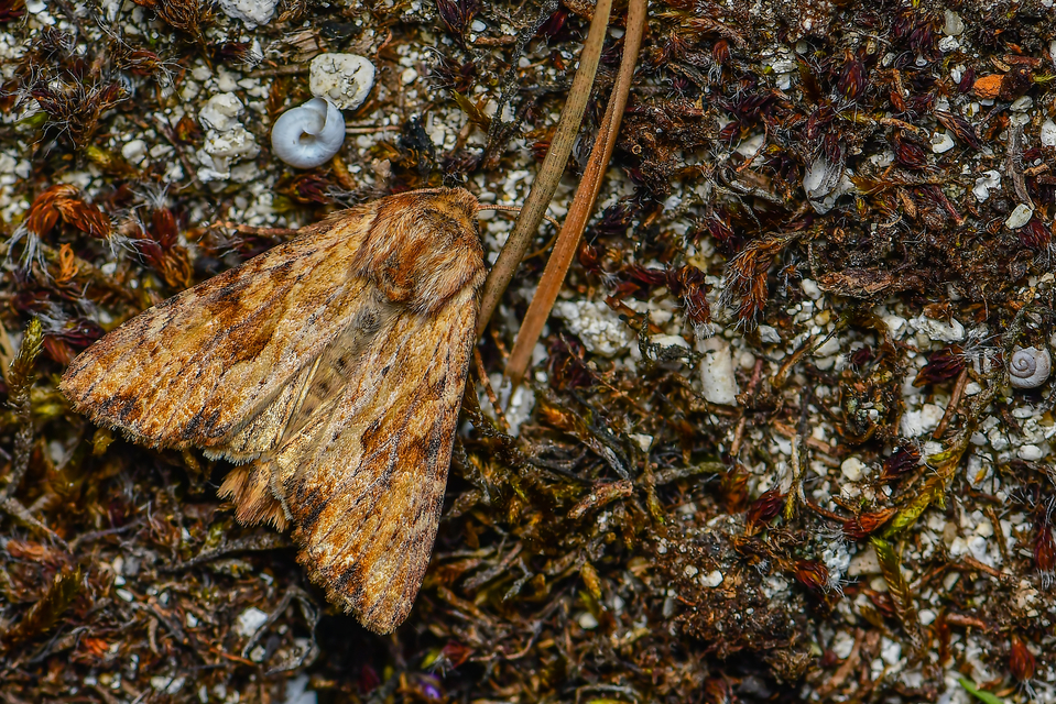 Apamea sublustris - sárgás dudvabagoly