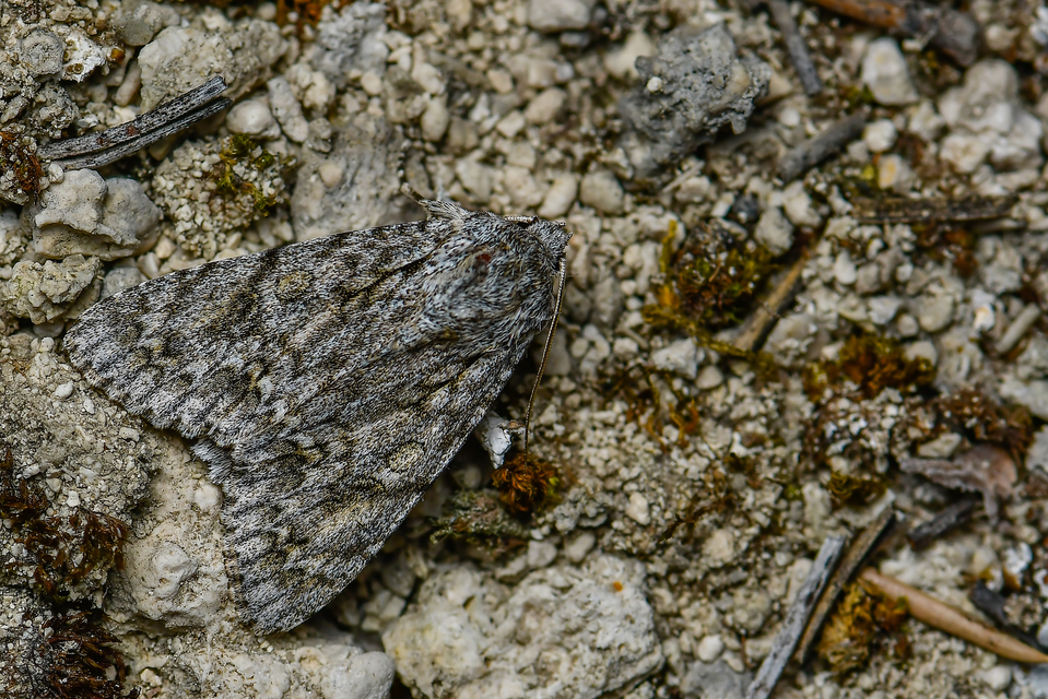 Acronicta aceris - vadgesztenye-szigonyosbagoly