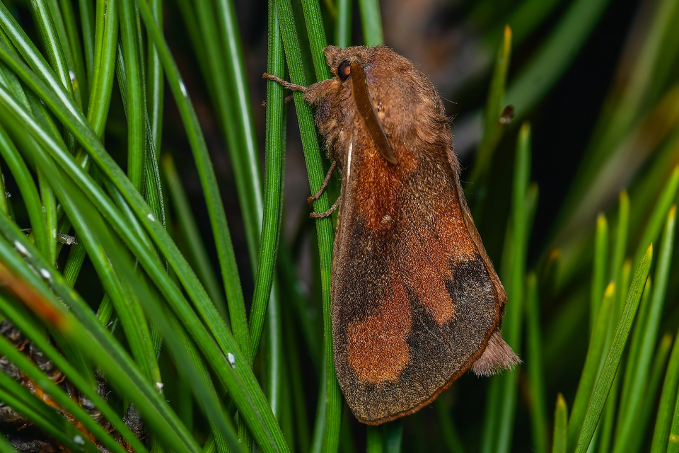 Dendrolimus pini - fenyőpohók