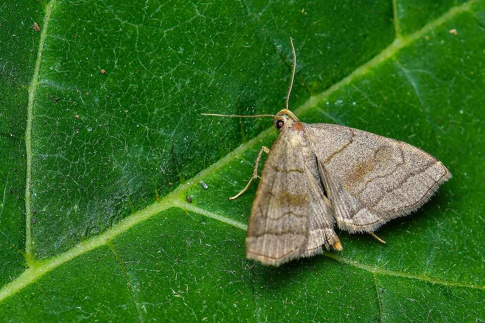 Herminia tarsicrinalis - szőröslábú karcsúbagoly