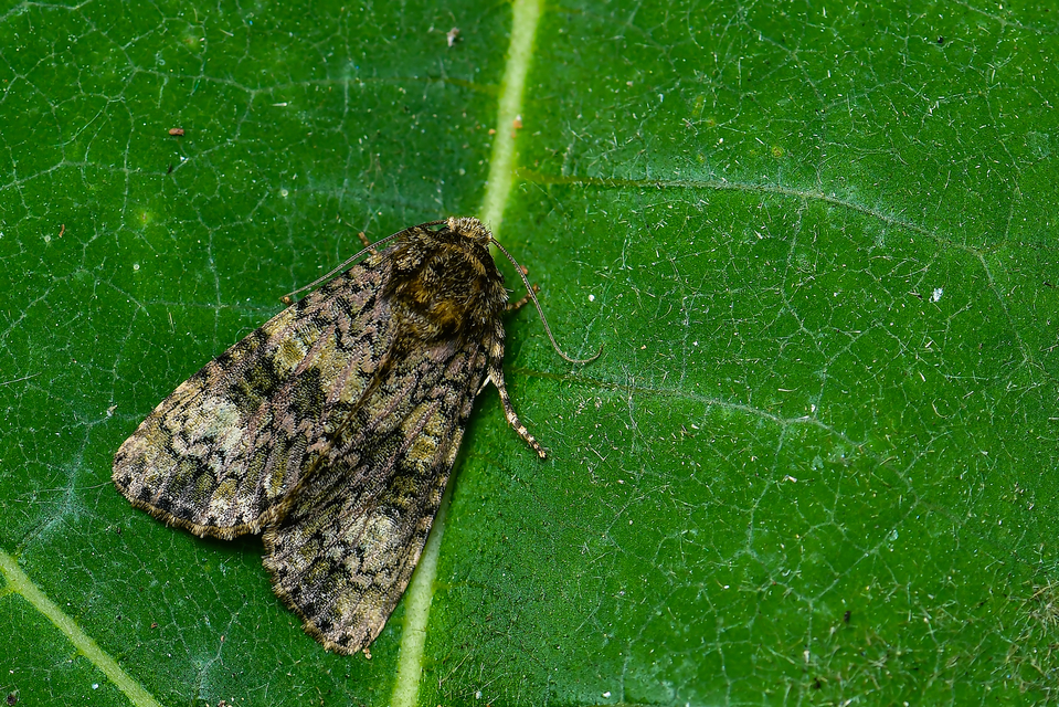 Craniophora ligustri - fagyalbagoly