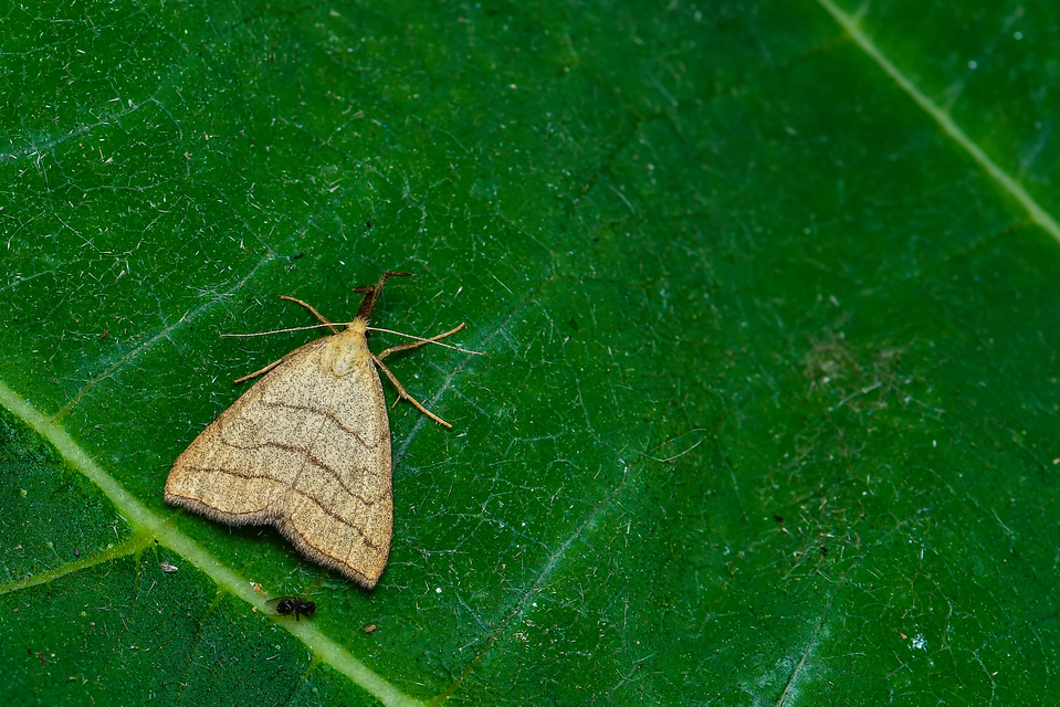 Polypogon tentacularia - sötétaljú karcsúbagoly