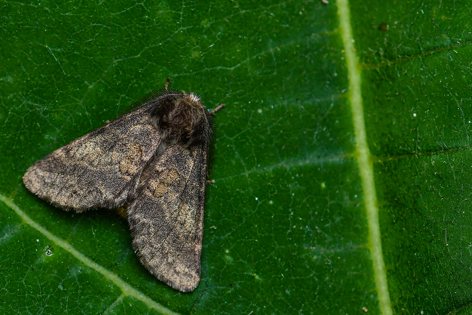 Gluphisia crenata - kormos púposszövő