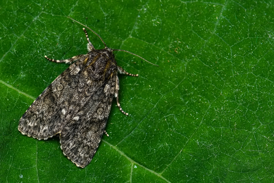 Acronicta rumicis - sóska-szigonyosbagoly