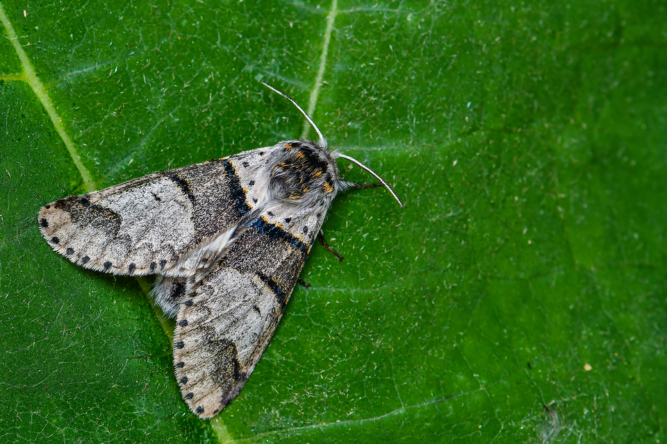 Furcula bifida - kis púposszövő