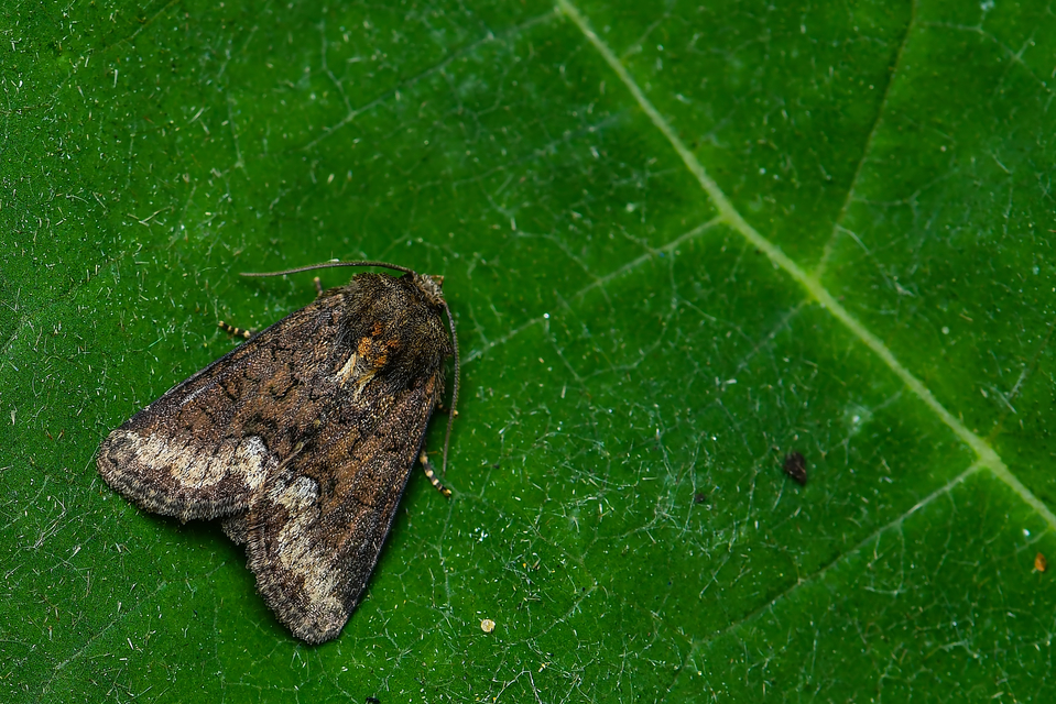 Oligia strigilis - kormos dudvabagoly