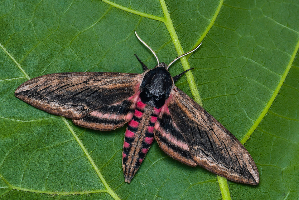 Sphinx ligustri - fagyalszender