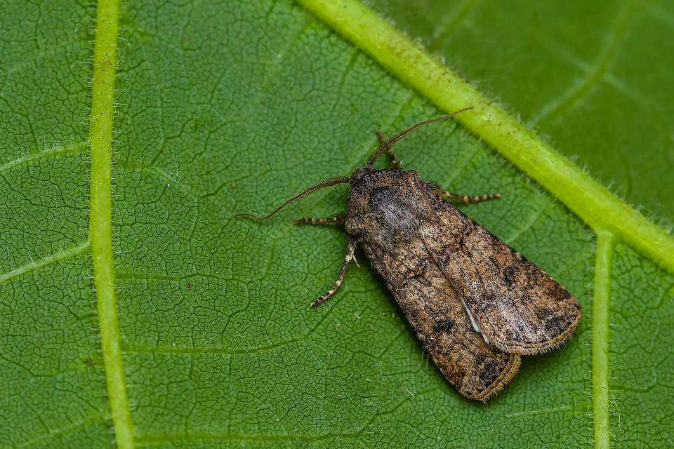 Agrotis segetum - vetési földibagoly