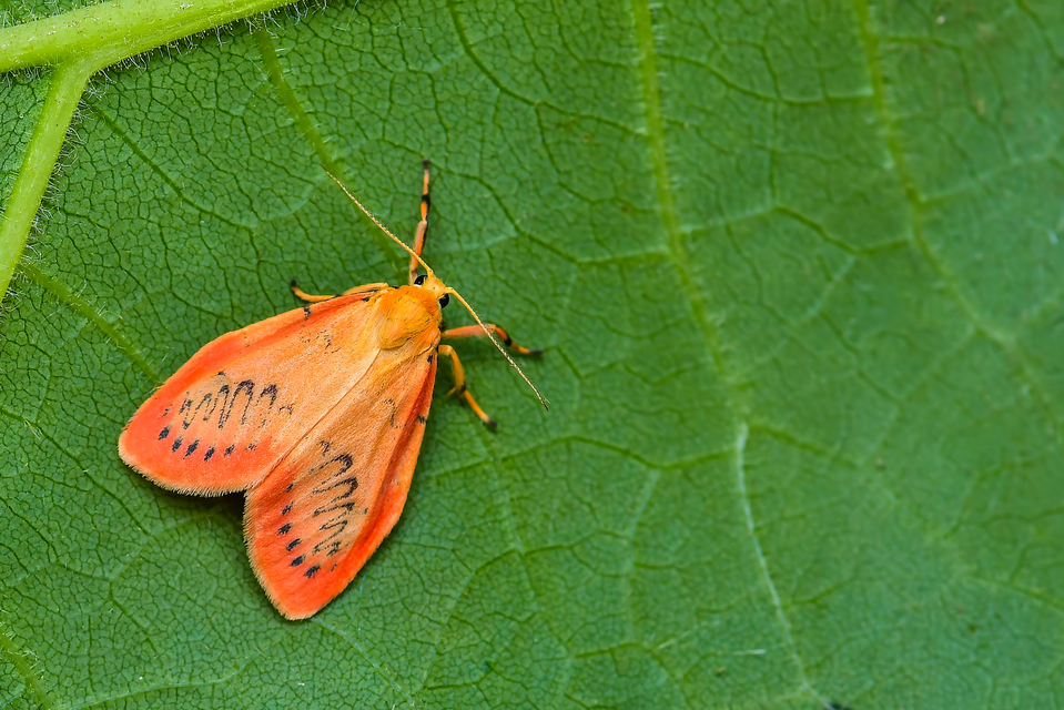 Miltochrista miniata - piros medvelepke