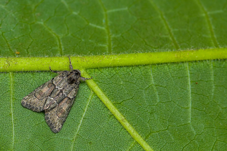 Cryphia fraudatricula - homoki zuzmóbagoly