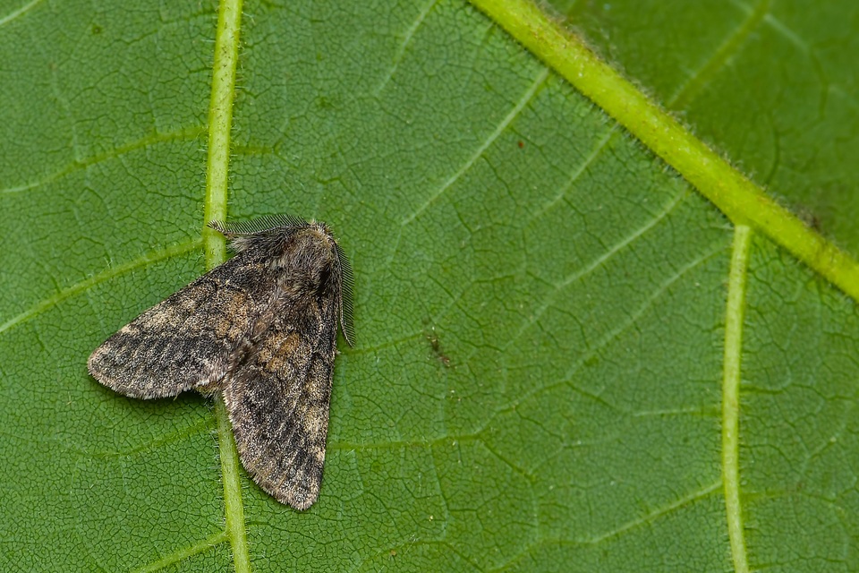 Gluphisia crenata - kormos púposszövő