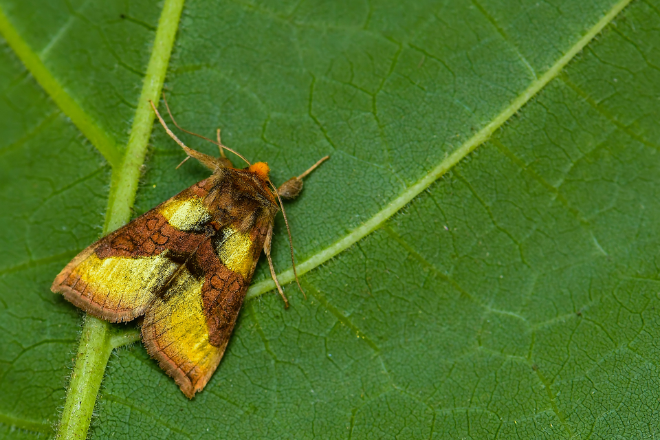 Diachrysia chrysitis - aranybagoly