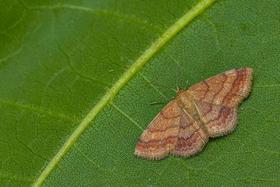 Scopula rubiginata - réti pirosaraszoló Scopula rubiginata - réti pirosaraszoló