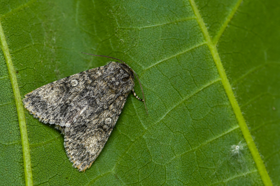 Acronicta megacephala - nagyfejű szigonyosbagoly