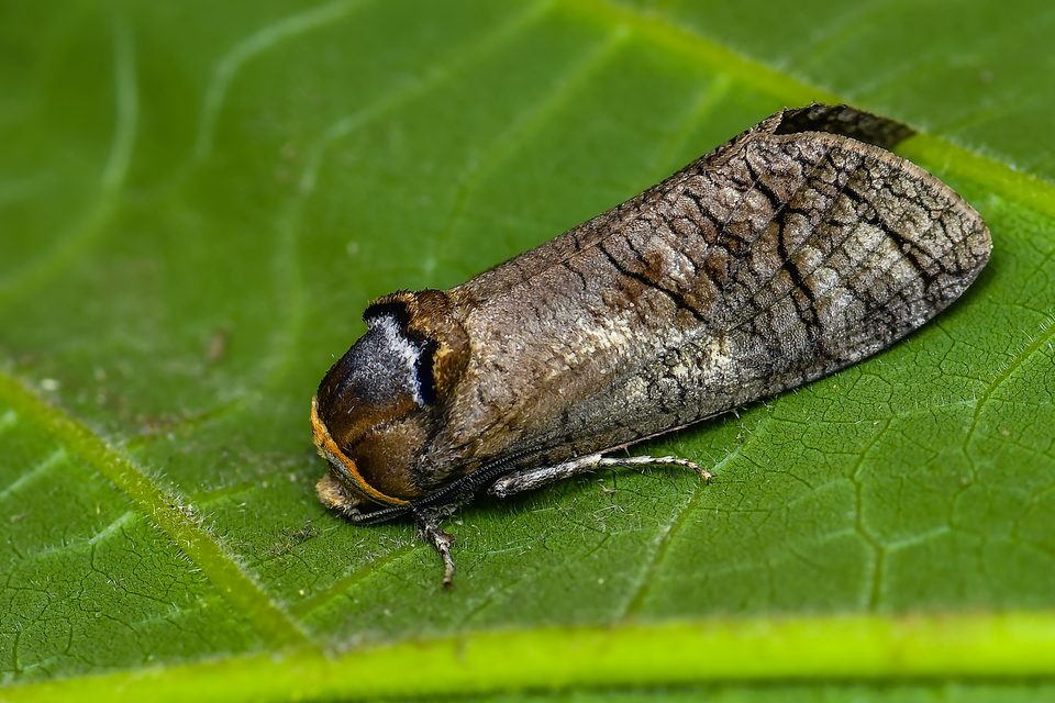 Cossus cossus - fűzfarontólepke