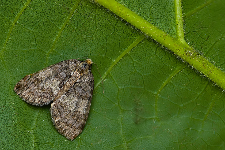 Hydriomena impluviata - égerfa-araszoló